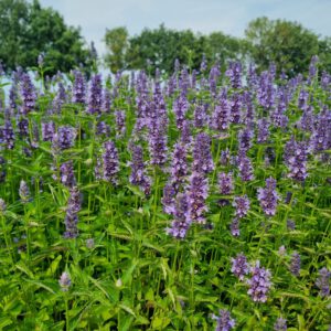 Agastache 'Black Adder' – Anijsnetel, dropplant