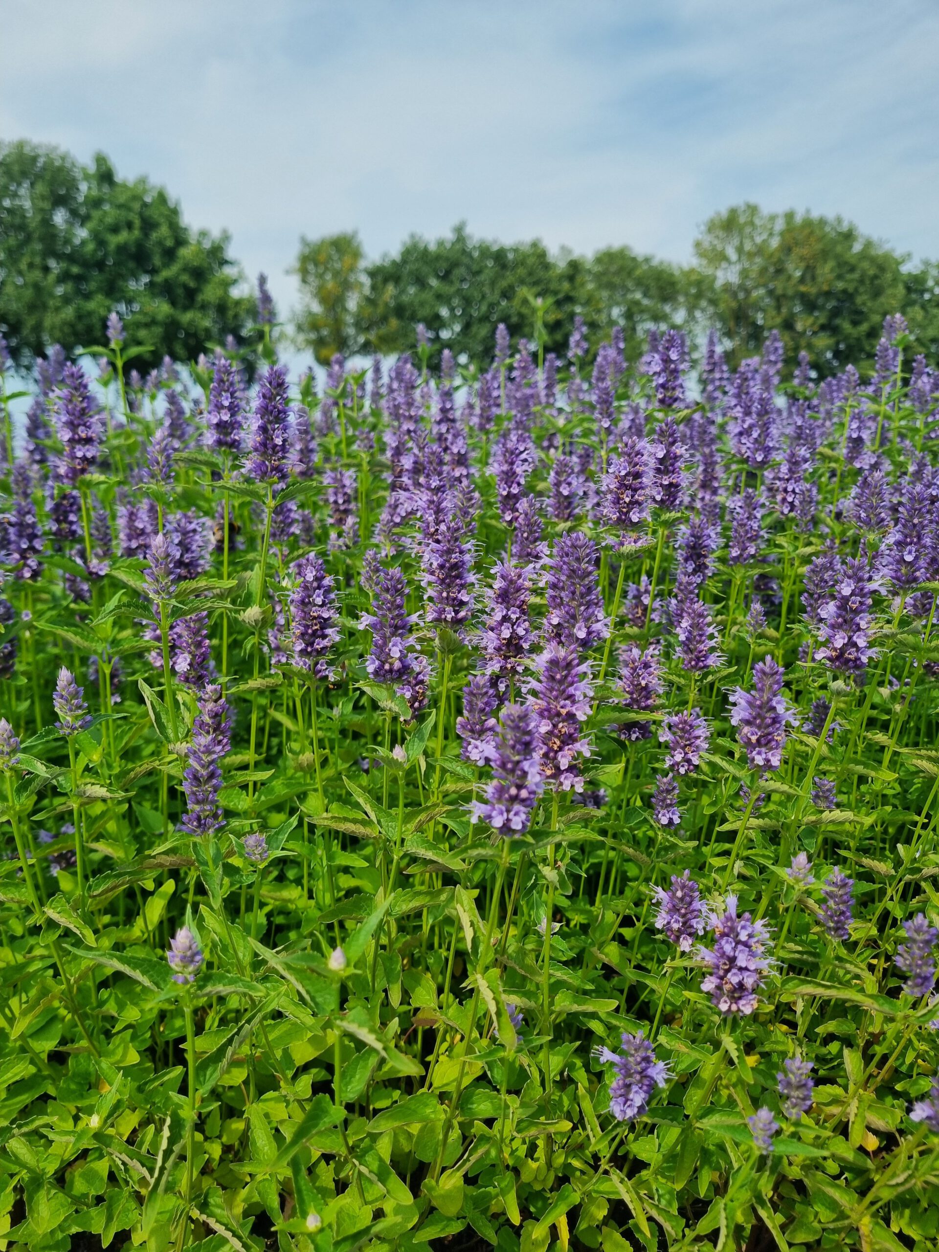 Agastache 'Black Adder' – Anijsnetel, dropplant