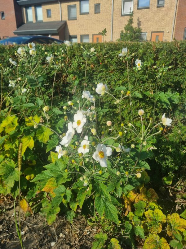 Anemone ‘Honorine Jobert’ - Herfstanemoon - Afbeelding 2