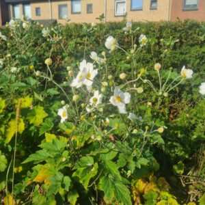 Anemone ‘Honorine Jobert’ - Herfstanemoon