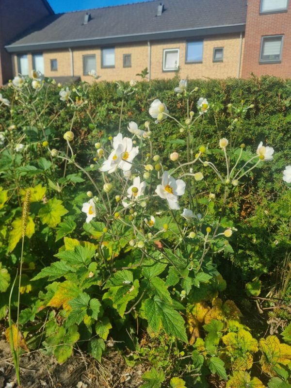 Anemone ‘Honorine Jobert’ - Herfstanemoon
