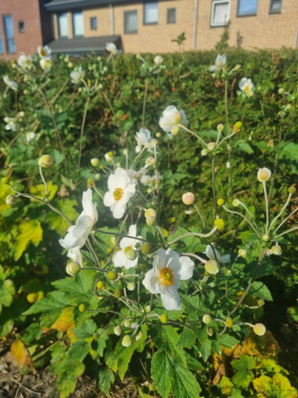 Anemone ‘Honorine Jobert’ - Herfstanemoon - Afbeelding 3