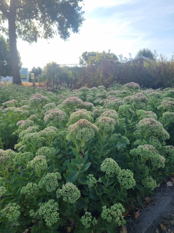 Sedum hybridum 'Herbstfreude' – Vetkruid - Afbeelding 6