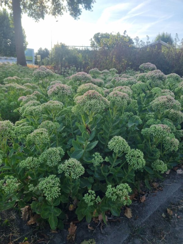 Sedum hybridum 'Herbstfreude' – Vetkruid - Afbeelding 5