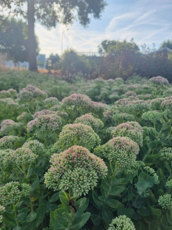 Sedum hybridum 'Herbstfreude' – Vetkruid - Afbeelding 4