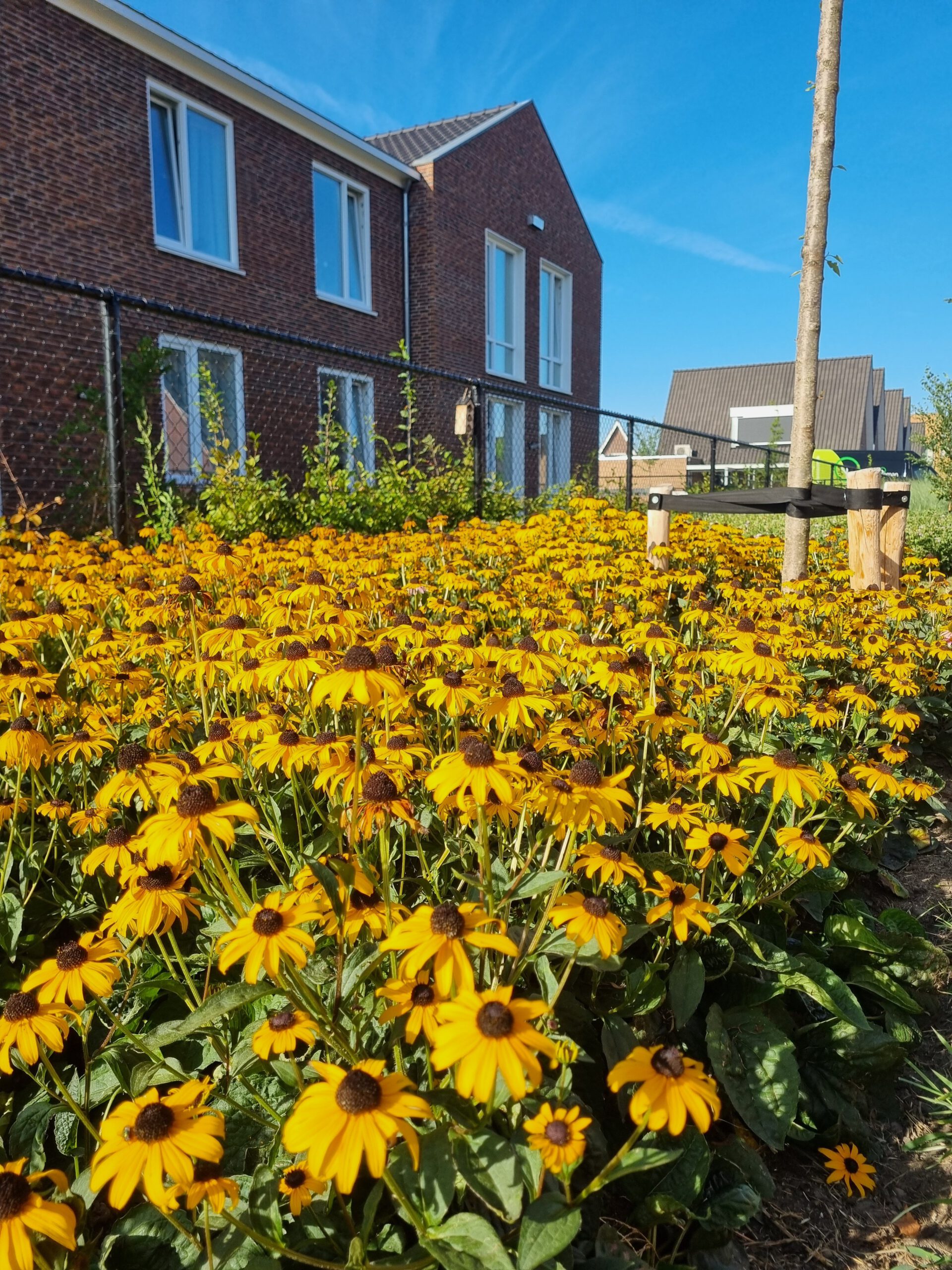 Rudbeckia fulgida 'Goldsturm' – Zonnehoed - Afbeelding 5