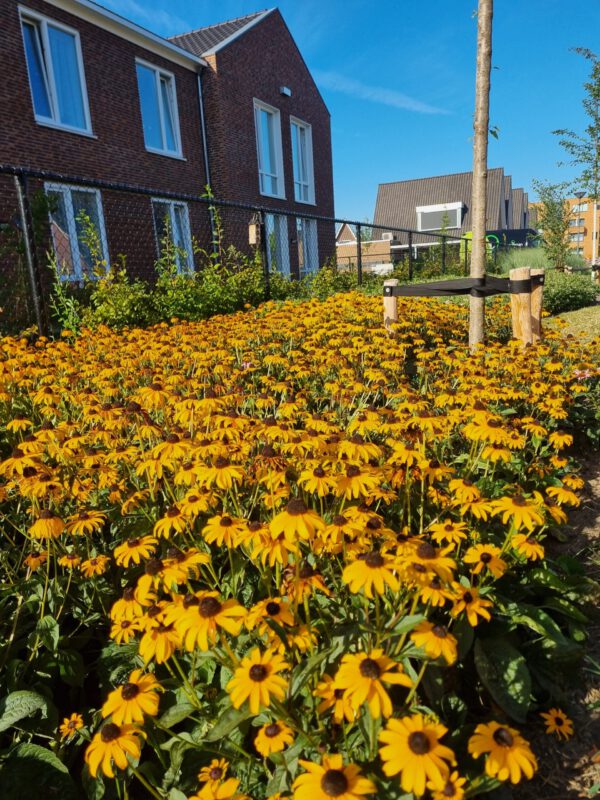 Rudbeckia fulgida 'Goldsturm' – Zonnehoed - Afbeelding 4