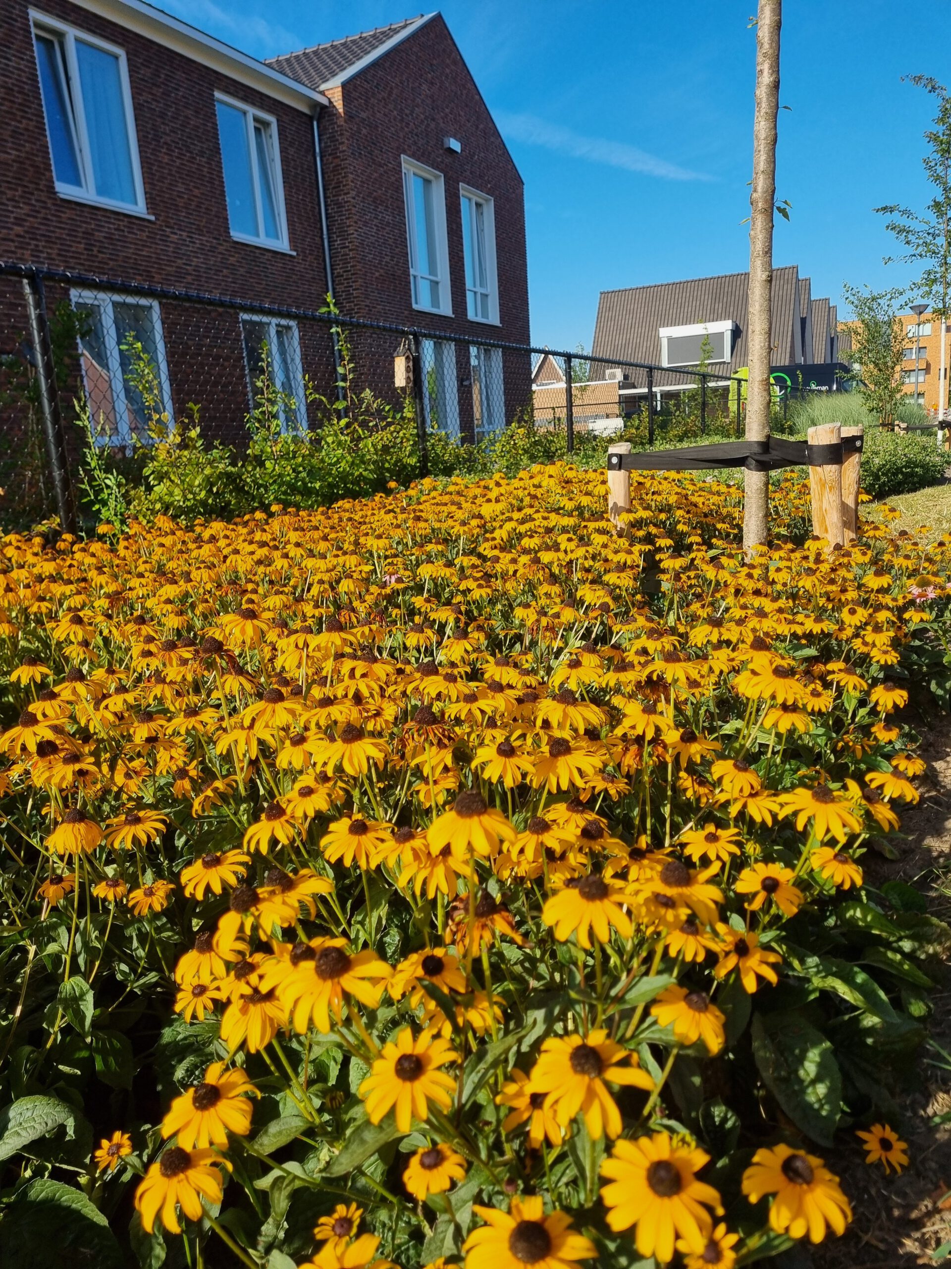 Rudbeckia fulgida 'Goldsturm' – Zonnehoed - Afbeelding 4