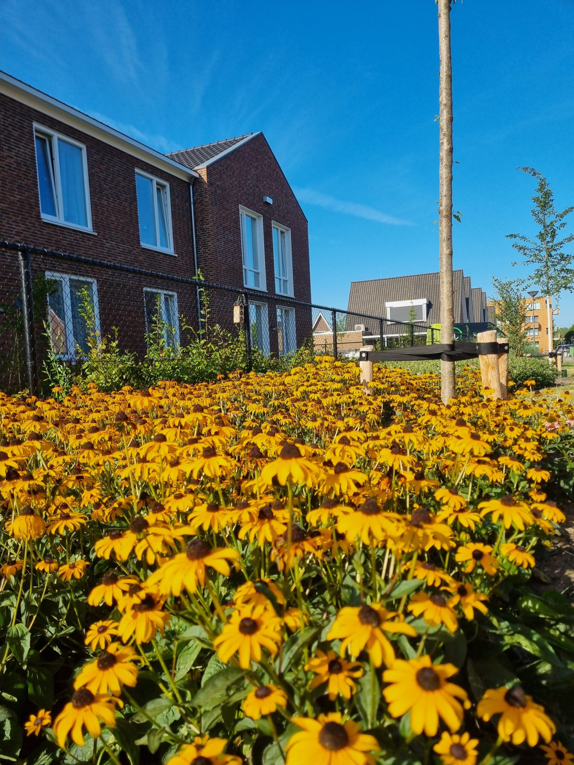 Rudbeckia fulgida 'Goldsturm' – Zonnehoed - Afbeelding 6