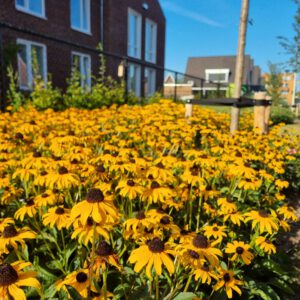 Rudbeckia fulgida 'Goldsturm' – Zonnehoed
