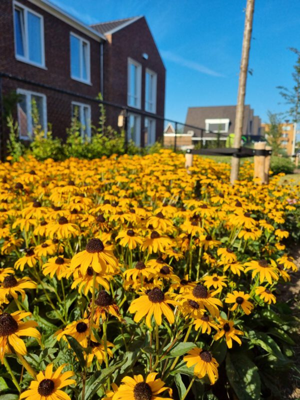 Rudbeckia fulgida 'Goldsturm' – Zonnehoed