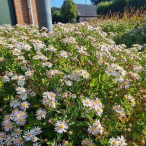 Aster ageratoides 'Asran' – Herfstaster