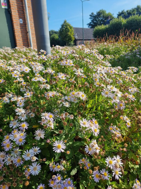 Aster ageratoides 'Asran' – Herfstaster