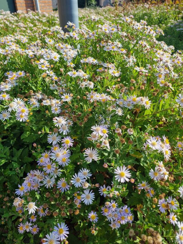 Aster ageratoides 'Asran' – Herfstaster - Afbeelding 3