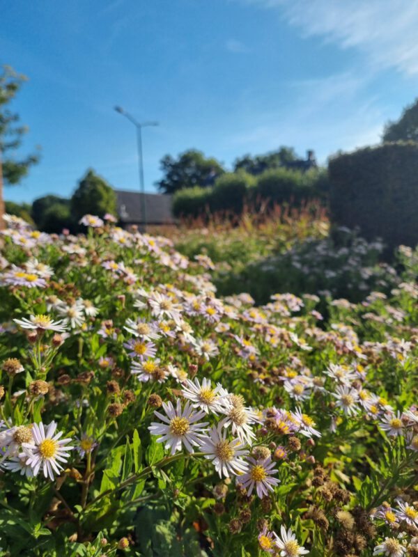 Aster ageratoides 'Asran' – Herfstaster - Afbeelding 4