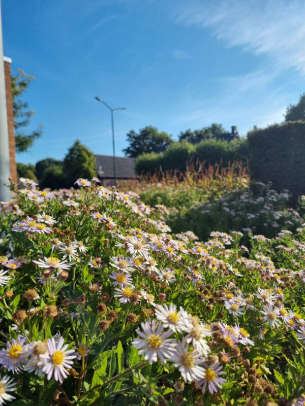 Aster ageratoides 'Asran' – Herfstaster - Afbeelding 2