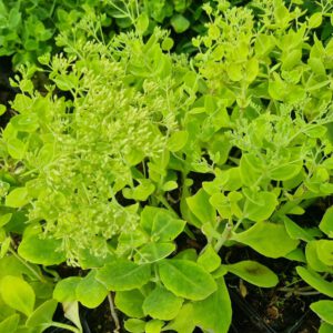 Sedum spectabile 'Stardust' - Hemelsleutel
