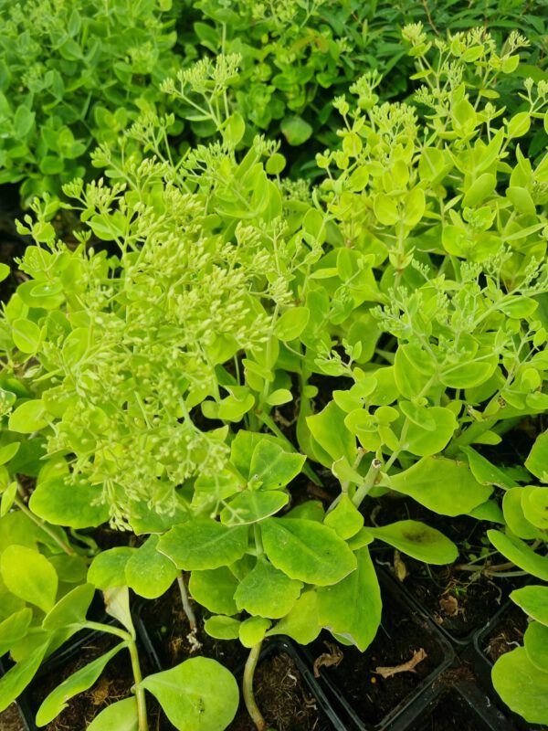 Sedum spectabile 'Stardust' - Hemelsleutel