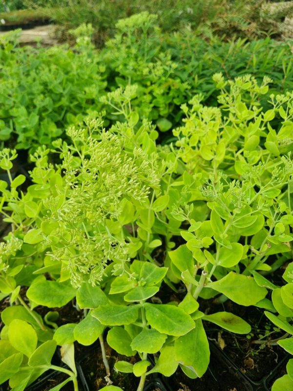 Sedum spectabile 'Stardust' - Hemelsleutel - Afbeelding 2