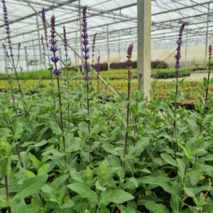 Salvia nemorosa 'Caradonna' – Salie