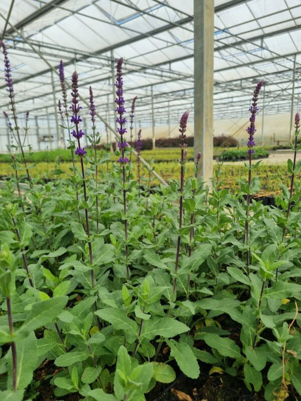 Salvia nemorosa 'Caradonna' – Salie