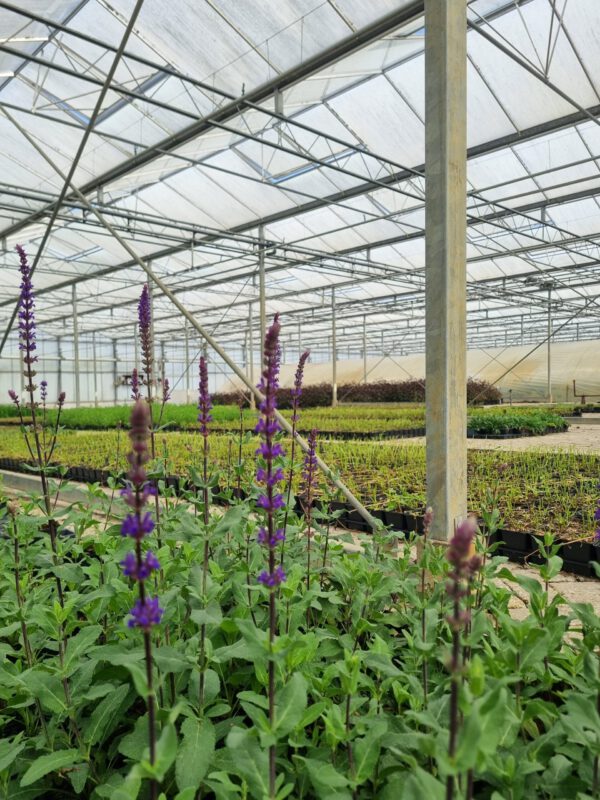 Salvia nemorosa 'Caradonna' – Salie - Afbeelding 3