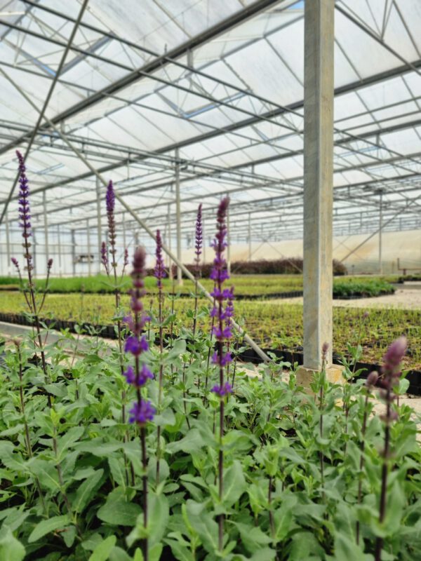 Salvia nemorosa 'Caradonna' – Salie - Afbeelding 2