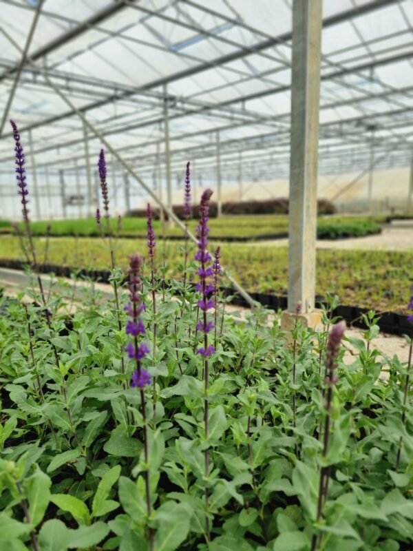 Salvia nemorosa 'Caradonna' – Salie - Afbeelding 4