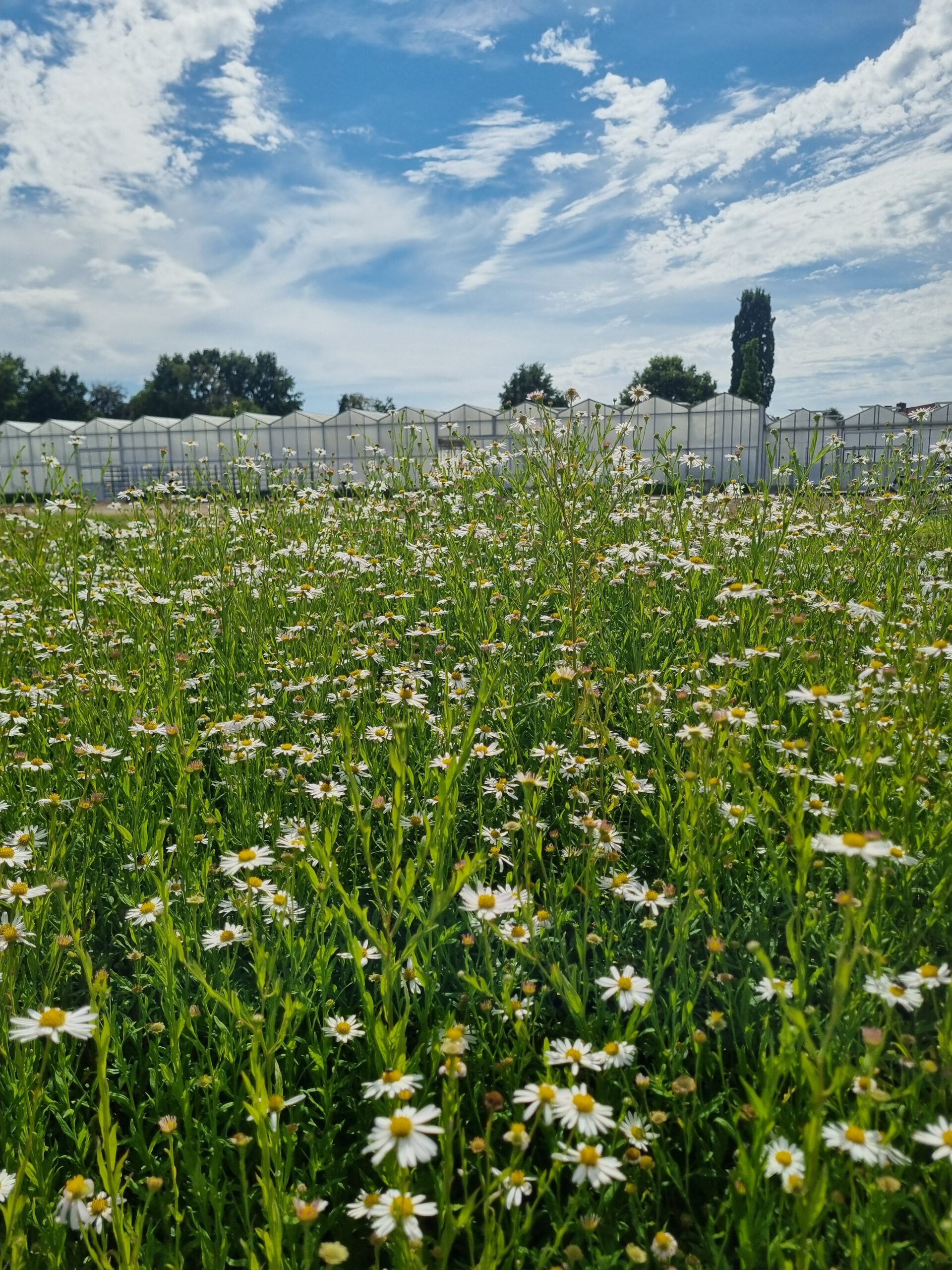 Kalimeris incisa 'Alba' - Zomeraster - Afbeelding 4