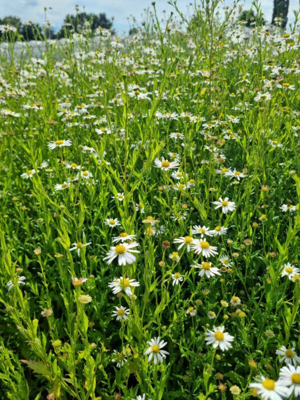 Kalimeris incisa 'Alba' - Zomeraster - Afbeelding 6