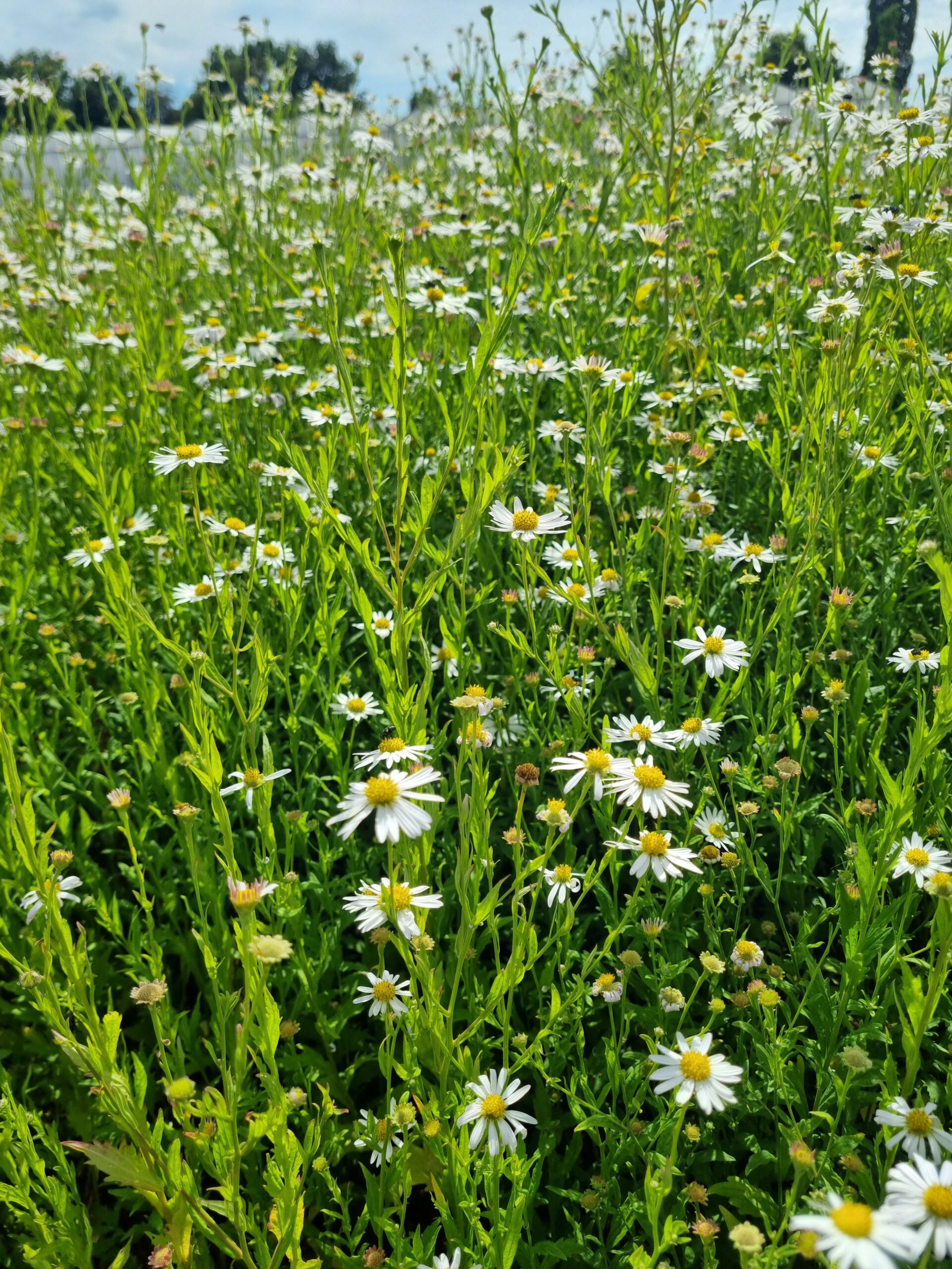 Kalimeris incisa 'Alba' - Zomeraster - Afbeelding 6