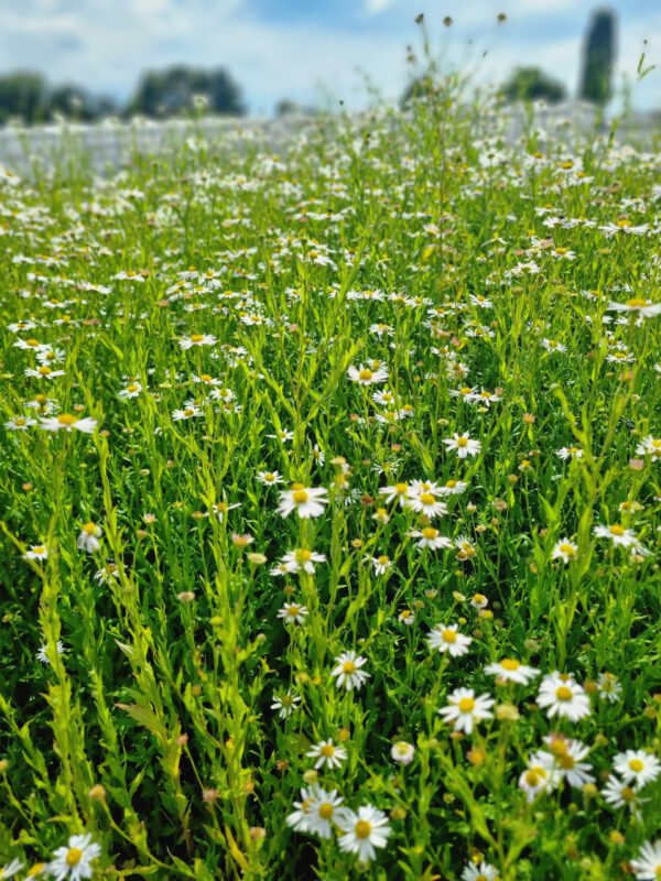 Kalimeris incisa 'Alba' - Zomeraster - Afbeelding 5