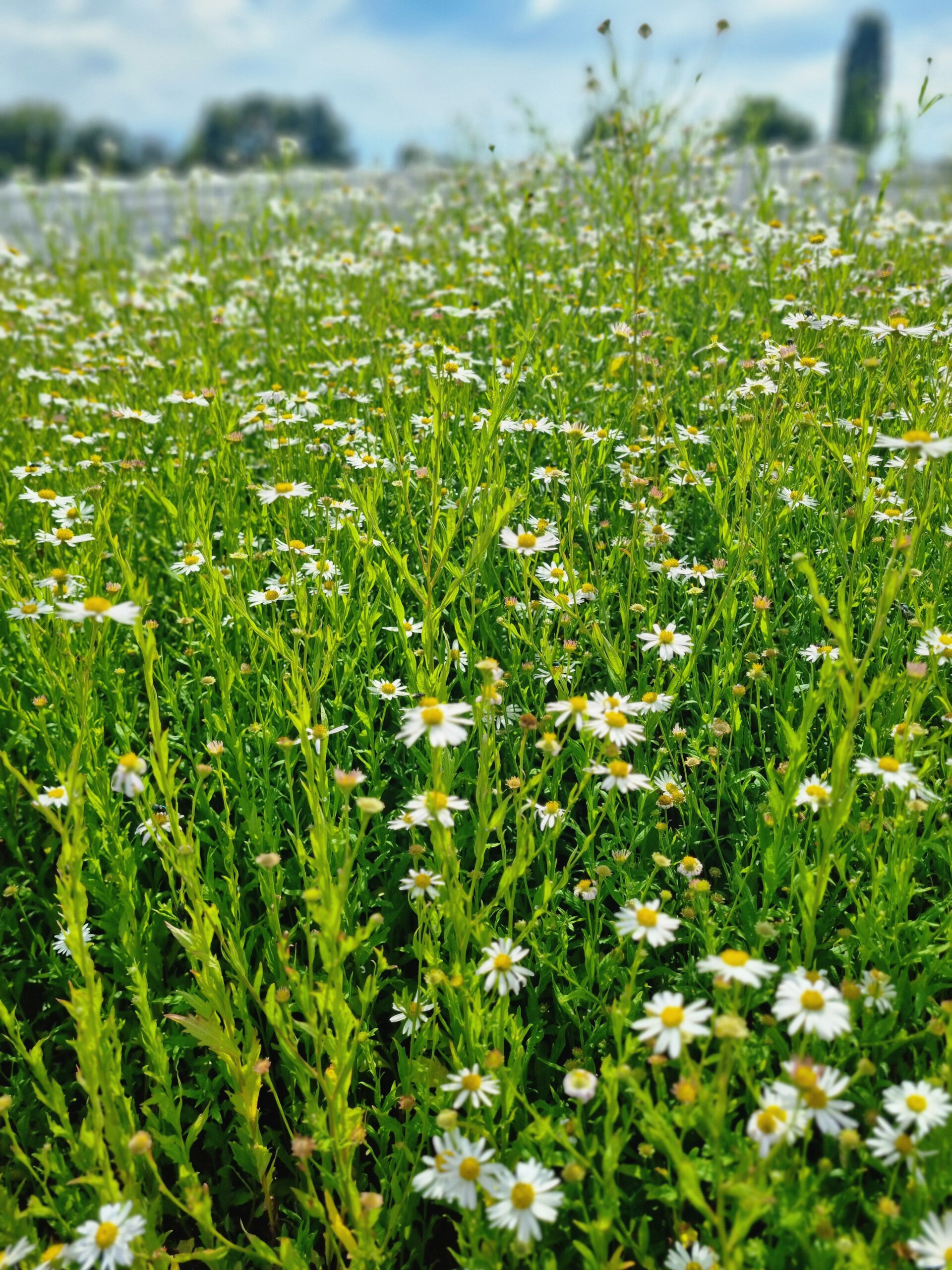 Kalimeris incisa 'Alba' - Zomeraster - Afbeelding 5