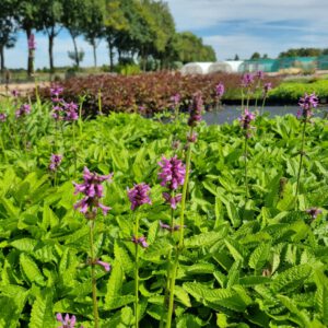 Stachys monieri 'Hummelo' – Andoorn