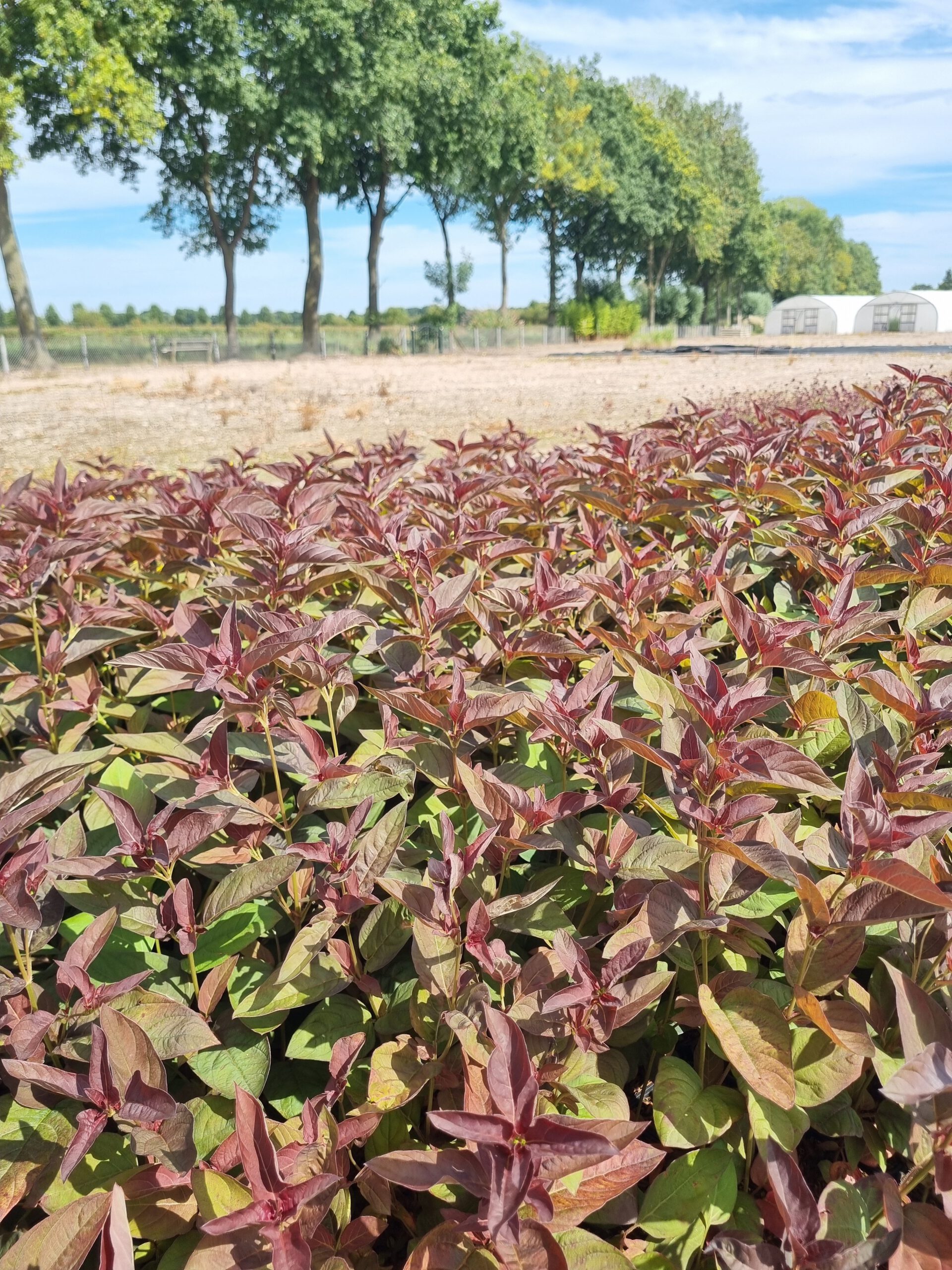 Lysimachia ciliata ‘Firecracker’ – Wederik - Afbeelding 5