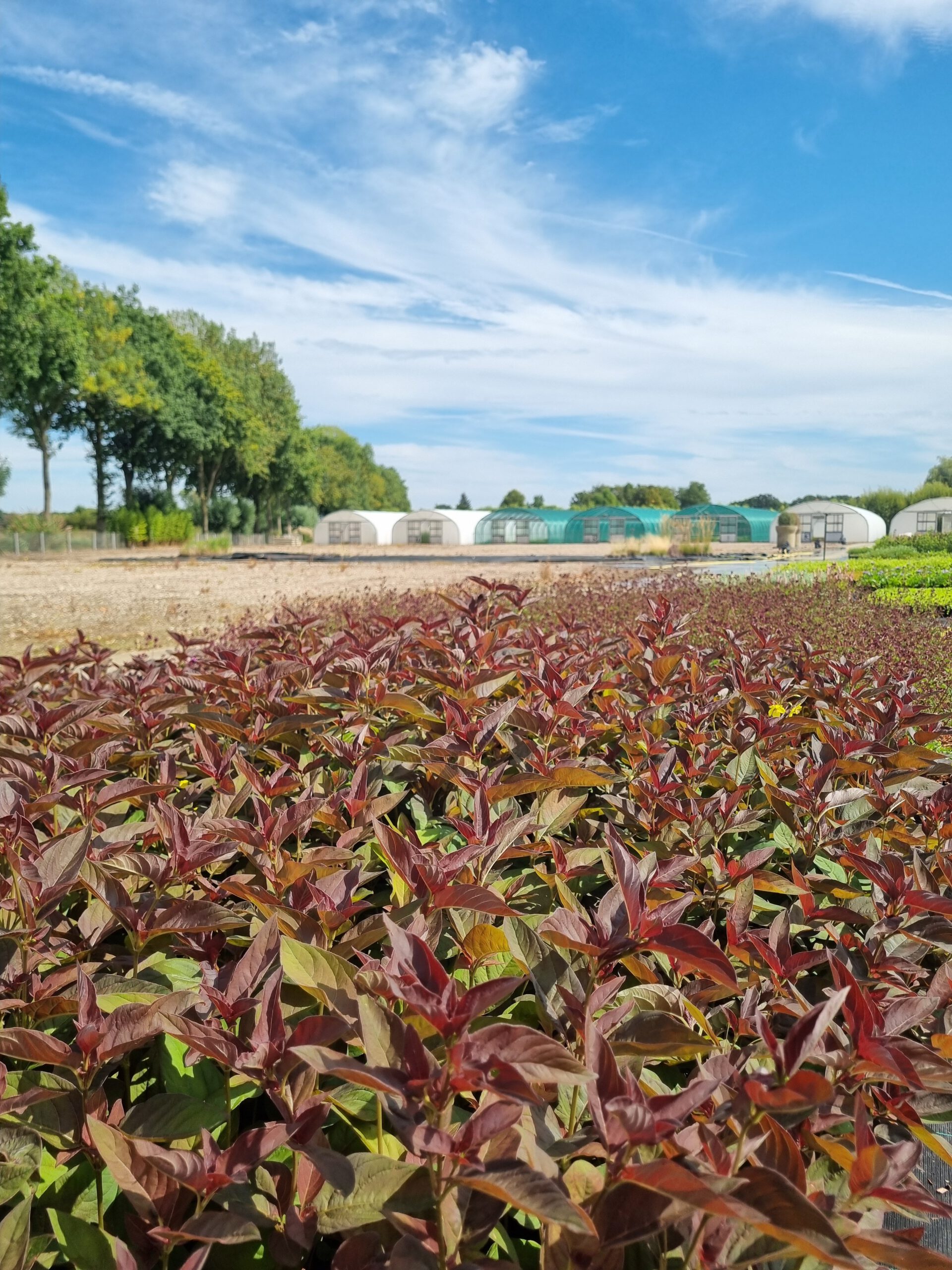 Lysimachia ciliata ‘Firecracker’ – Wederik - Afbeelding 4