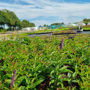 Veronicastrum virginicum 'Red Arrows' – Ereprijs