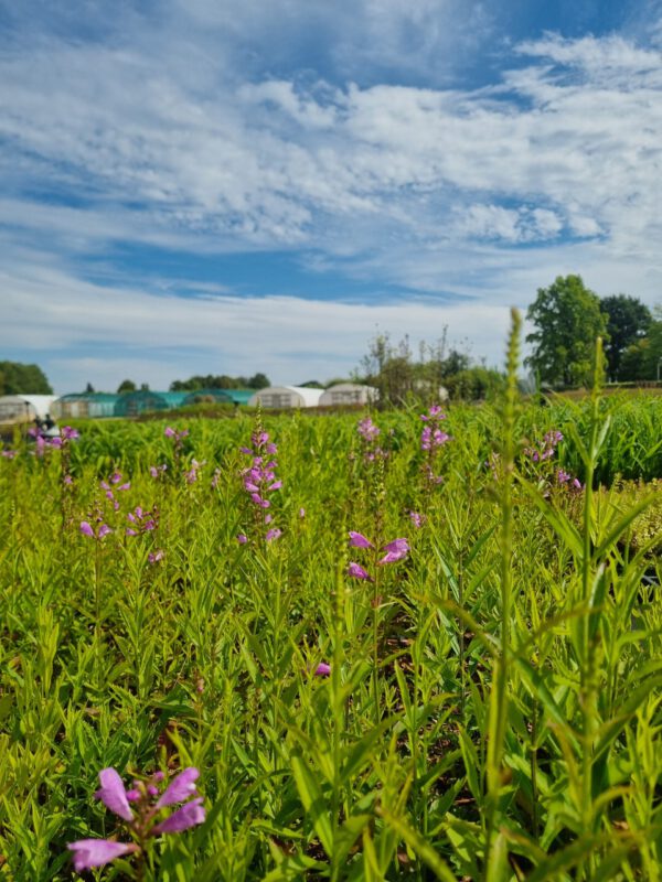 Physostegia virginiana Bouquet Rose – Scharnierbloem - Afbeelding 2