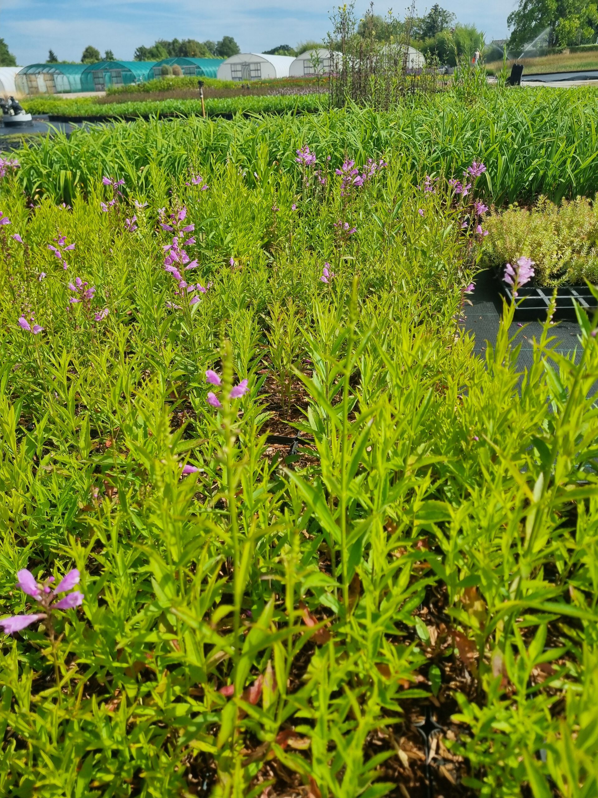 Physostegia virginiana Bouquet Rose – Scharnierbloem - Afbeelding 4