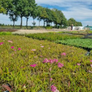 Achillea millefolium 'Cerise Queen' - Duizendblad