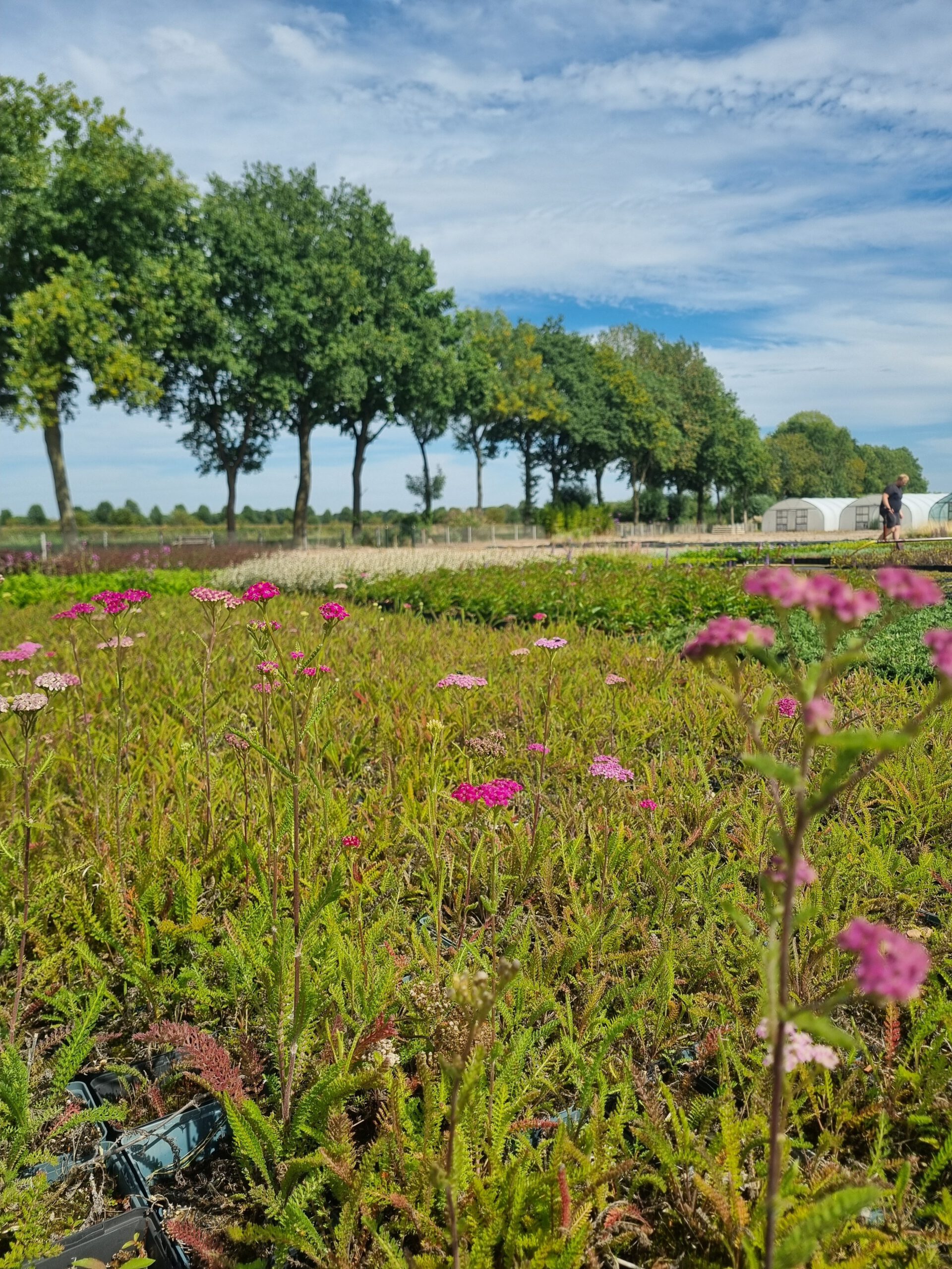 Achillea millefolium 'Cerise Queen' - Duizendblad - Afbeelding 2