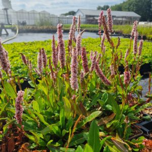Persicaria affinis 'Darjeeling Red' – Duizendknoop