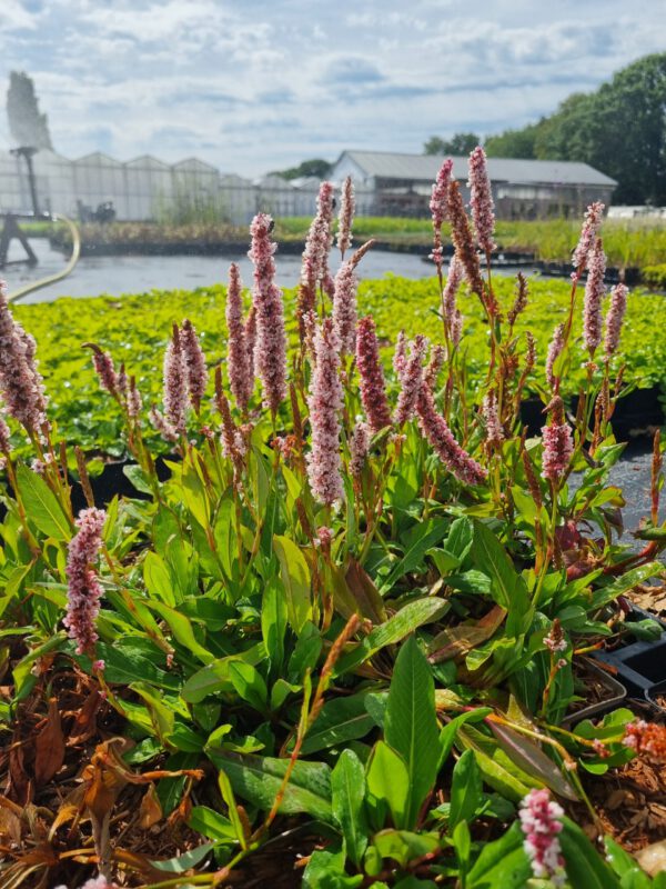 Persicaria affinis 'Darjeeling Red' – Duizendknoop