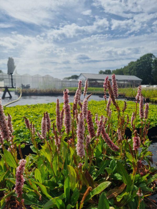 Persicaria affinis 'Darjeeling Red' – Duizendknoop - Afbeelding 3