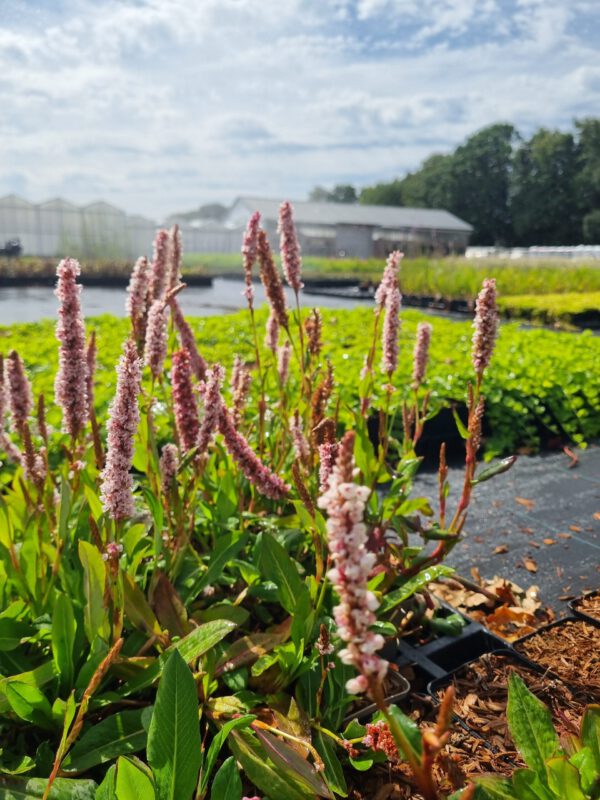 Persicaria affinis 'Darjeeling Red' – Duizendknoop - Afbeelding 2