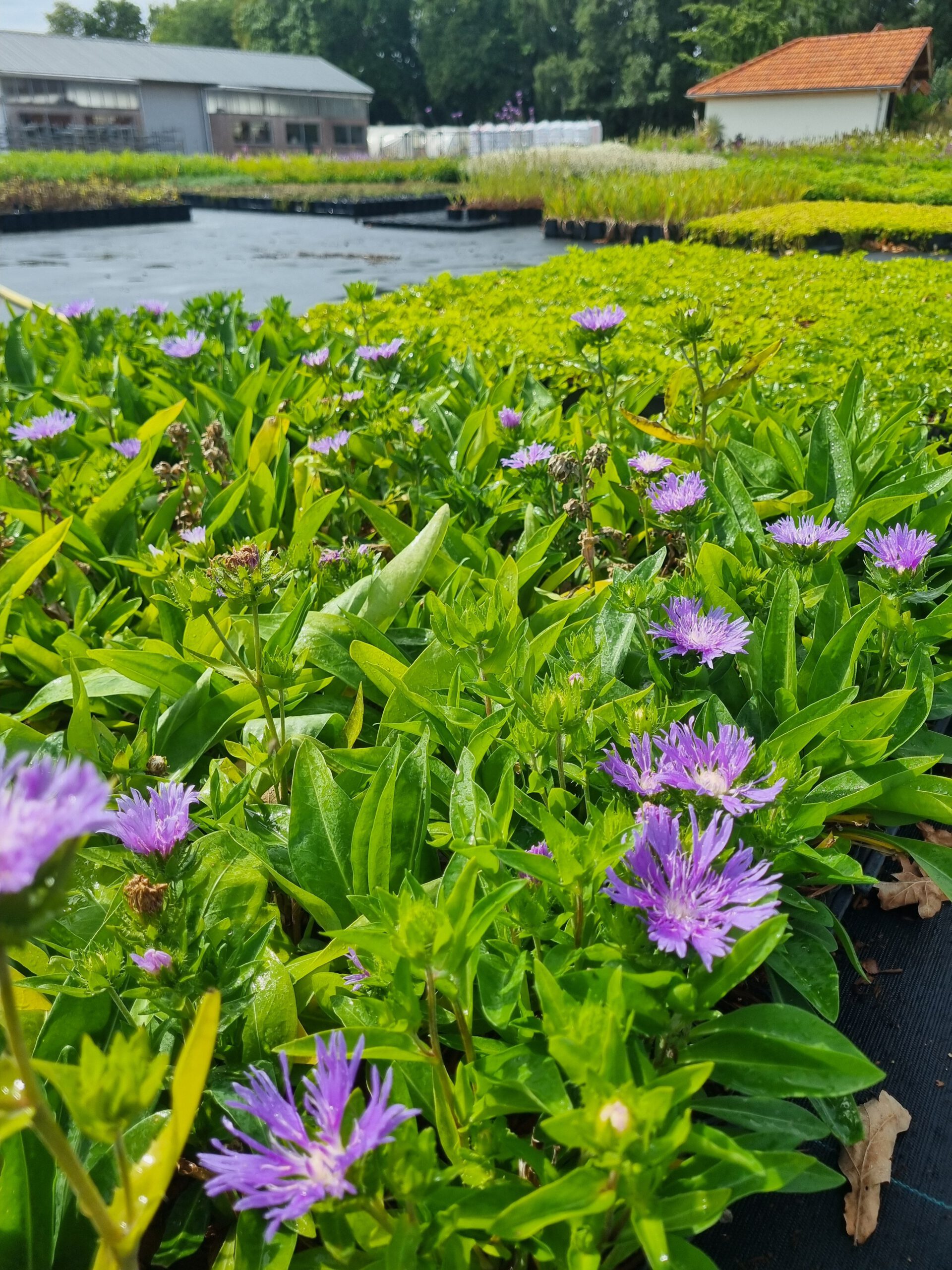 Stokesia laevis – Korenbloemaster - Afbeelding 3
