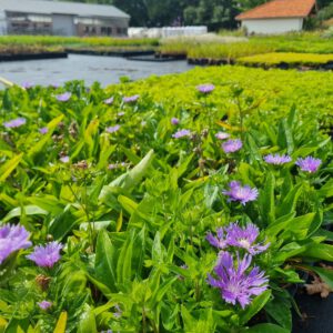 Stokesia laevis – Korenbloemaster