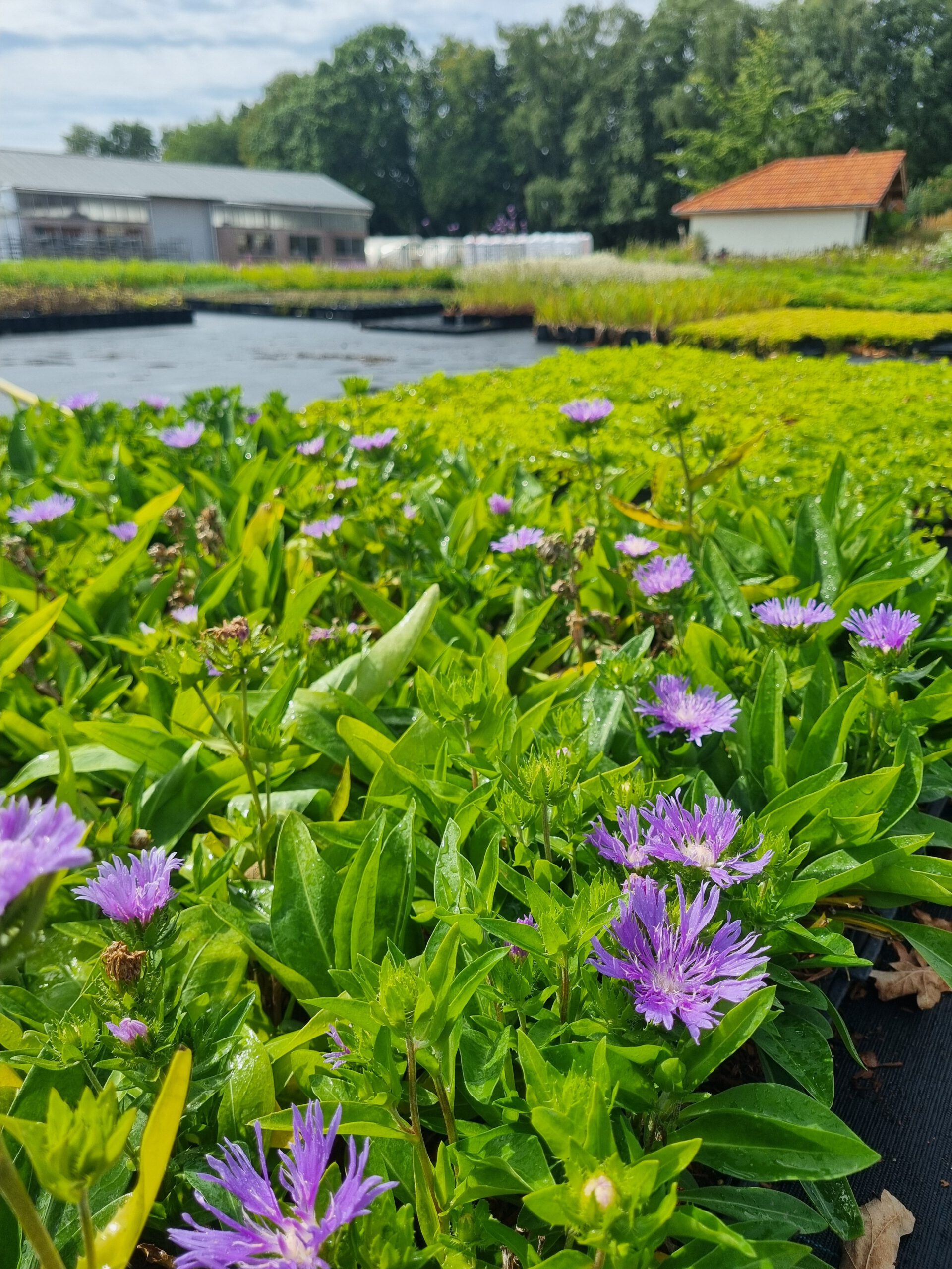 Stokesia laevis – Korenbloemaster