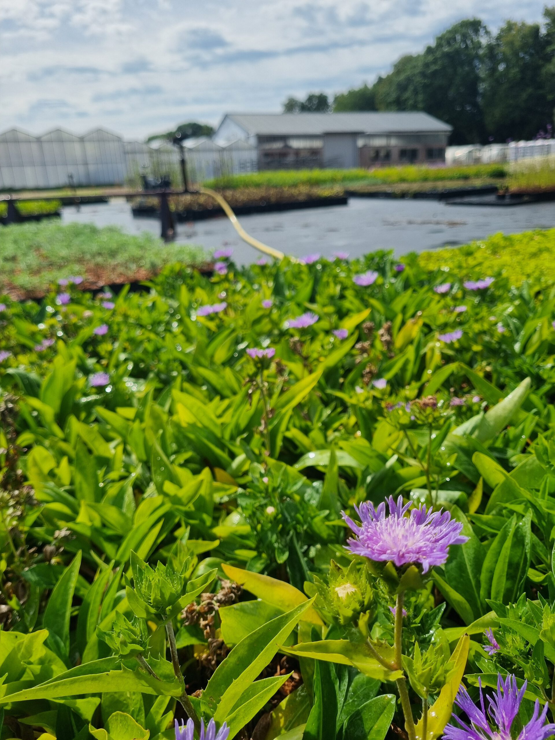 Stokesia laevis – Korenbloemaster - Afbeelding 2