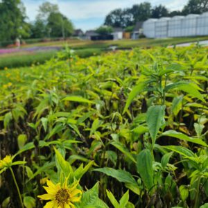Helianthus Hybr. 'Lemon Queen' - Zonnebloem